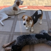 Wachusett Pet Care gallery