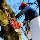 Big Bens Tree Service - Arborists