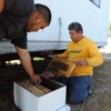 Safe & Alive Bee Hive Removal gallery