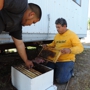 Safe & Alive Bee Hive Removal