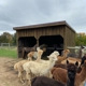 Buck Brook Alpacas