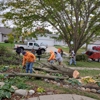 Embark Tree Removal gallery