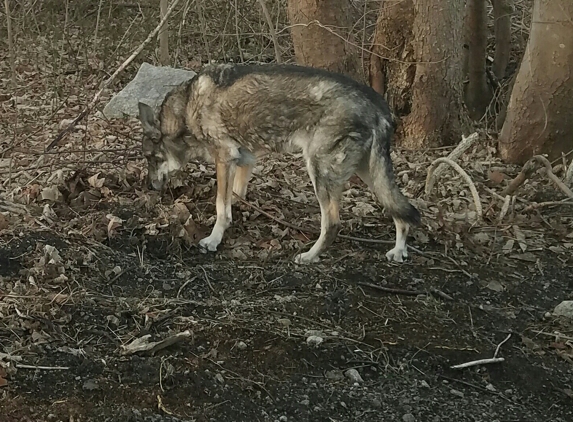 Tiverton, Town - Tiverton, RI. In my yard on Stafford Rd