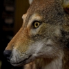 Wildlife Creations Taxidermy Studio gallery