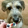 Reynolds Pet Resort - Portland gallery