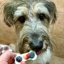 Reynolds Pet Resort - Portland - Hostels