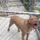 Trudy's Place Dog Boarding Kennel