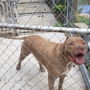 Trudy's Place Dog Boarding Kennel