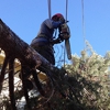 Budget Tree Service gallery