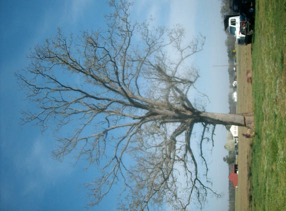 Blessed Tree Service - Pikeville, NC