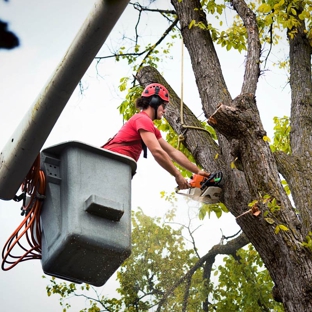 Speedline Tree Surgery