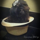 Luxurious Shih tzu