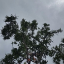 Tree Monkey Specialties - Tree Service