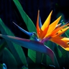 Flowers of Eden gallery