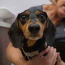 West County Animal Clinic - Veterinarians