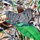 Latham Whitehurst Nature Park - Parks