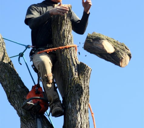 Central Valley Humble Tree Care - Madera, CA. We piece out the BIG STUFF