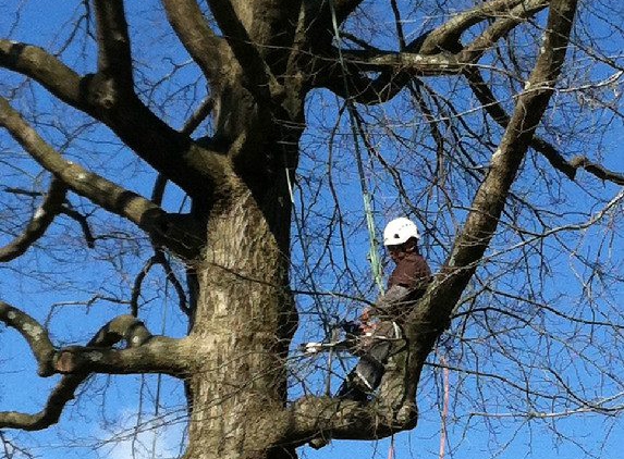 innovation tree service& lanscaping - bedminster, NJ