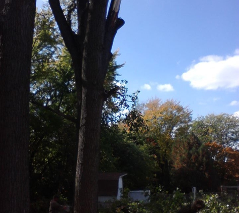 Top Flight Tree Removal LLC - Saginaw, MI