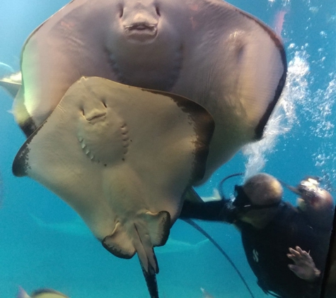 Maui Ocean Center, The Aquarium of Hawaii - Wailuku, HI