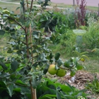 Project Food Forest