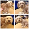 BBs Dog Grooming gallery