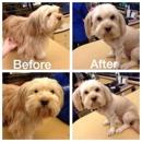 BBs Dog Grooming - Pet Grooming