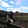 Wash Quarters Horse Blanket Cleaning & Repair gallery