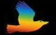 Visual Graphics QLD PTY LTD - Graphic Designers