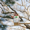 SavATree - Tree Service & Lawn Care gallery