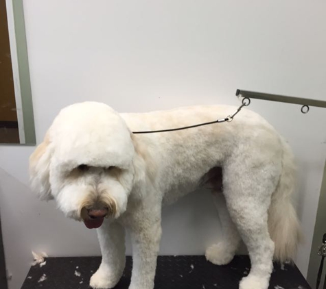 Spot On Pet Grooming - White Lake, MI