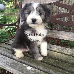 Sunset Ridge Puppies - Boyceville, WI