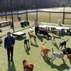 The Barkwood Inn Pet Resort gallery