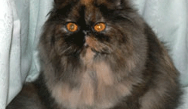 Canterbury Tails Boutique Boarding Cattery - Belgrave, VIC