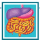 Ira Shafran MD PA - Physicians & Surgeons, Gastroenterology (Stomach & Intestines)