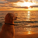 Good Dog Rising  training & behavior - Pet Services