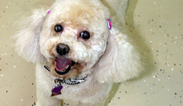 Kitty and Canine Pet Grooming - West Bloomfield, MI