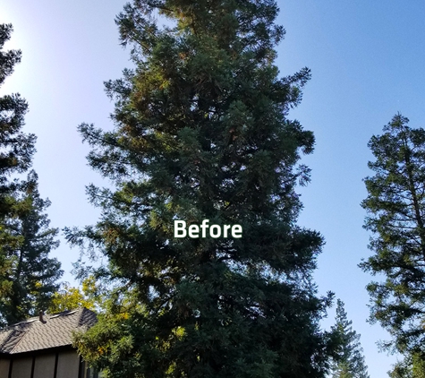 E and J Sanchez Tree Service - Fresno, CA. E and J Sanchez Tree Service. This is how the tree looked before thinning.