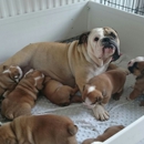 Beautiful Bulldogs for sale - Pet Stores