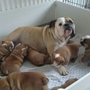 Beautiful Bulldogs for sale