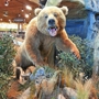 Cabela's