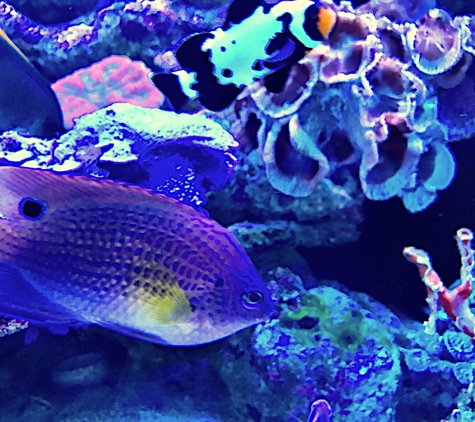 Tong's Tropical Fish & Pets - Fountain Valley, CA