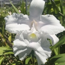 Cal-Orchid Inc - Orchid Growers
