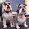 Brookline Dog Grooming, Inc gallery