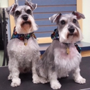 Brookline Dog Grooming, Inc - Pet Grooming