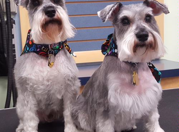 Brookline Dog Grooming, Inc - Brookline, MA