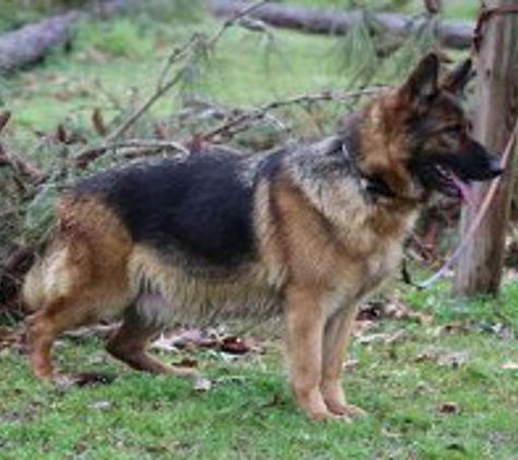 James Von Blessed GSD Kennel - Jamesville, NC