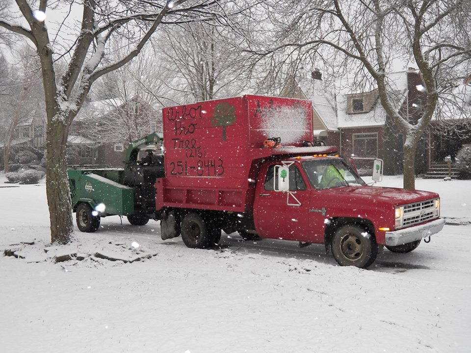 arbor pro tree service grosse pointe