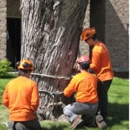 Foley's Tree Service LLC - Arborists