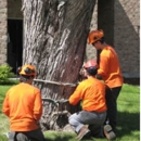 Foley's Tree Service LLC